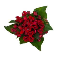 vreeken-bouvardia_red-winter3